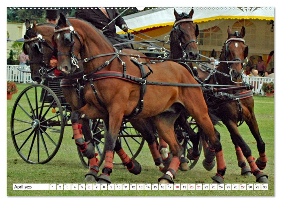 Vierspänner Herausforderung Fahrsport (CALVENDO Premium Wandkalender 2025)