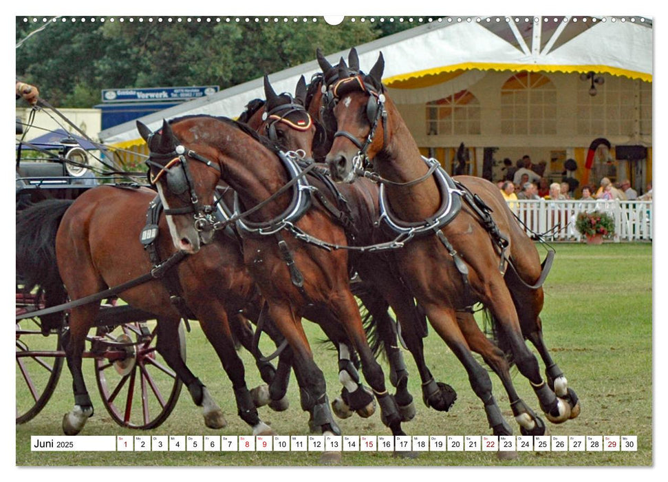 Vierspänner Herausforderung Fahrsport (CALVENDO Premium Wandkalender 2025)