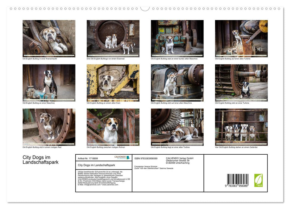 City Dogs im Landschaftspark (CALVENDO Premium Wandkalender 2025)