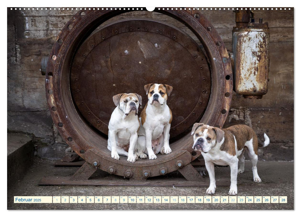 City Dogs im Landschaftspark (CALVENDO Premium Wandkalender 2025)