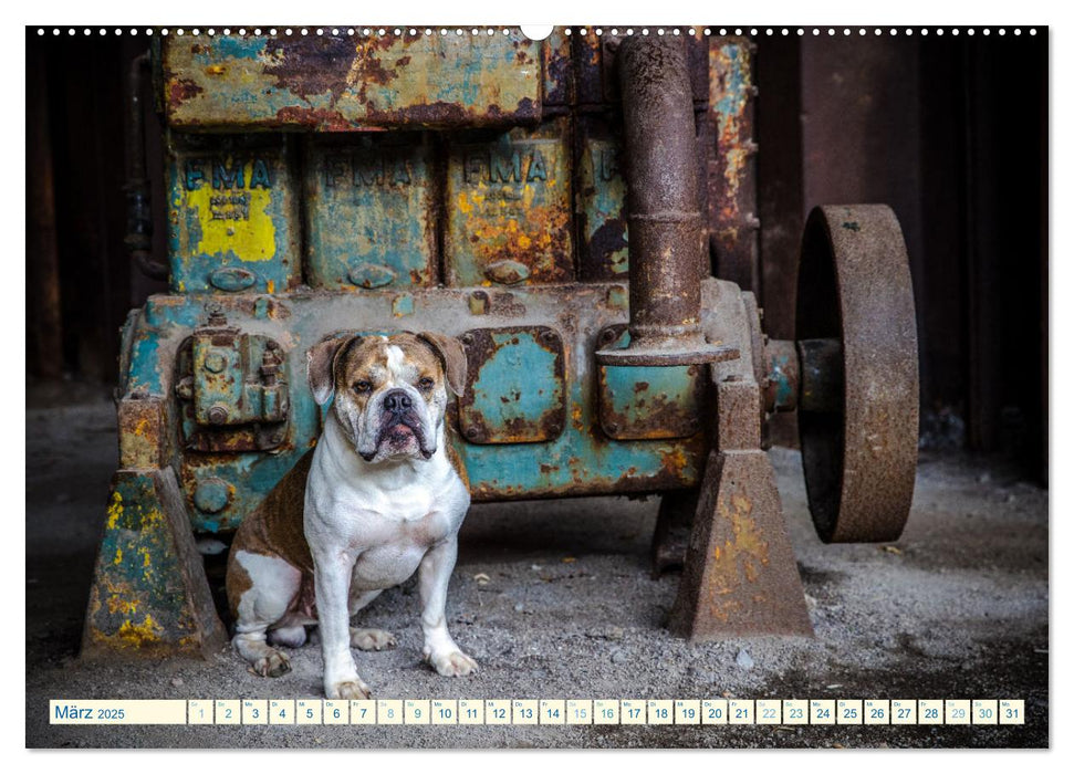 City Dogs im Landschaftspark (CALVENDO Premium Wandkalender 2025)