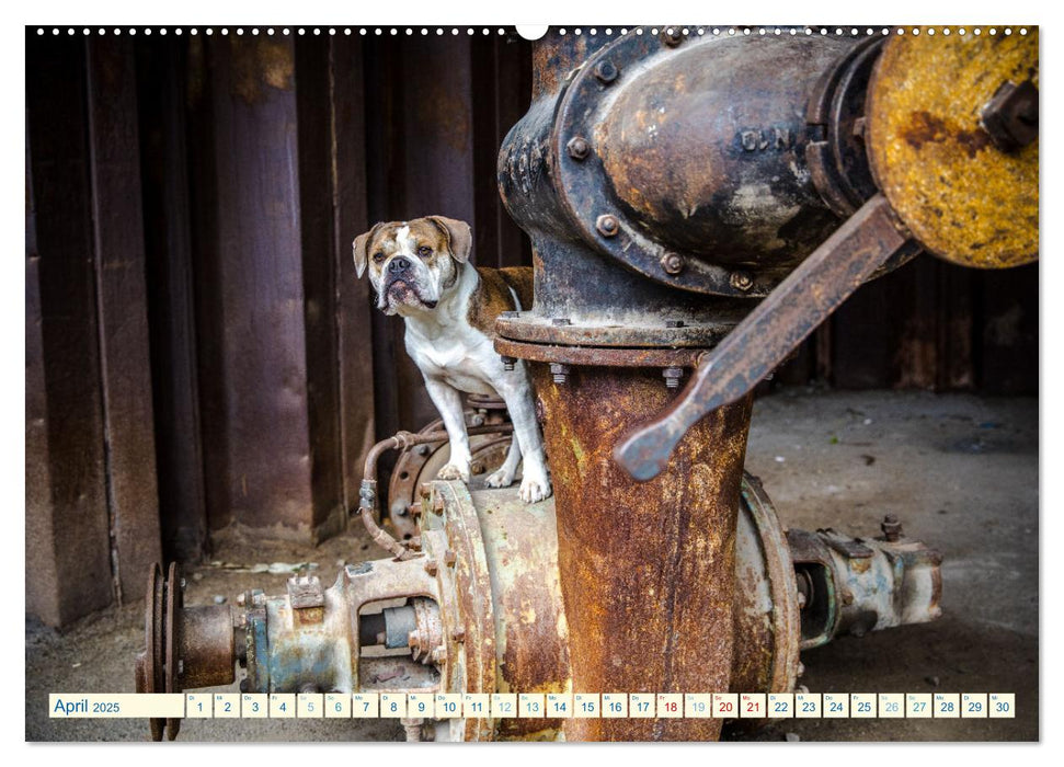 City Dogs im Landschaftspark (CALVENDO Premium Wandkalender 2025)