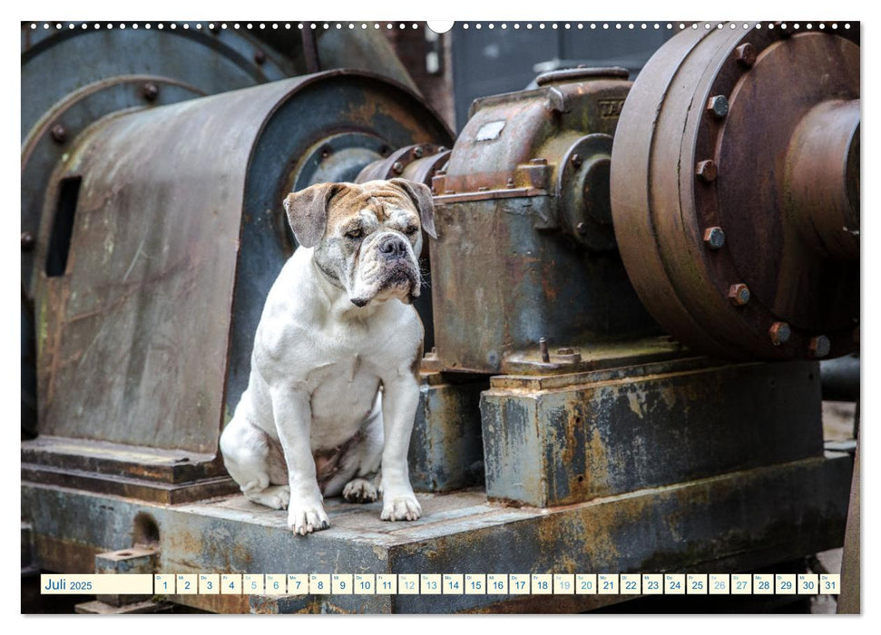 City Dogs im Landschaftspark (CALVENDO Premium Wandkalender 2025)