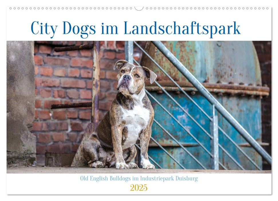 City Dogs im Landschaftspark (CALVENDO Wandkalender 2025)