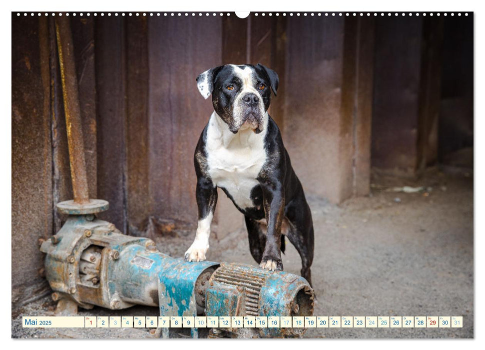 City Dogs im Landschaftspark (CALVENDO Wandkalender 2025)