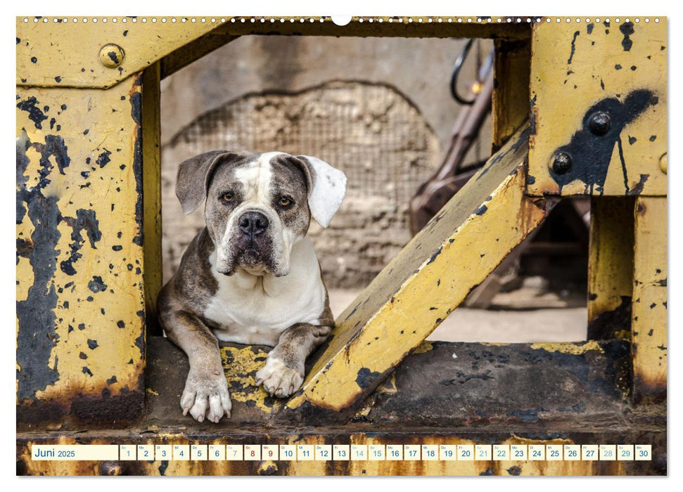 City Dogs im Landschaftspark (CALVENDO Wandkalender 2025)