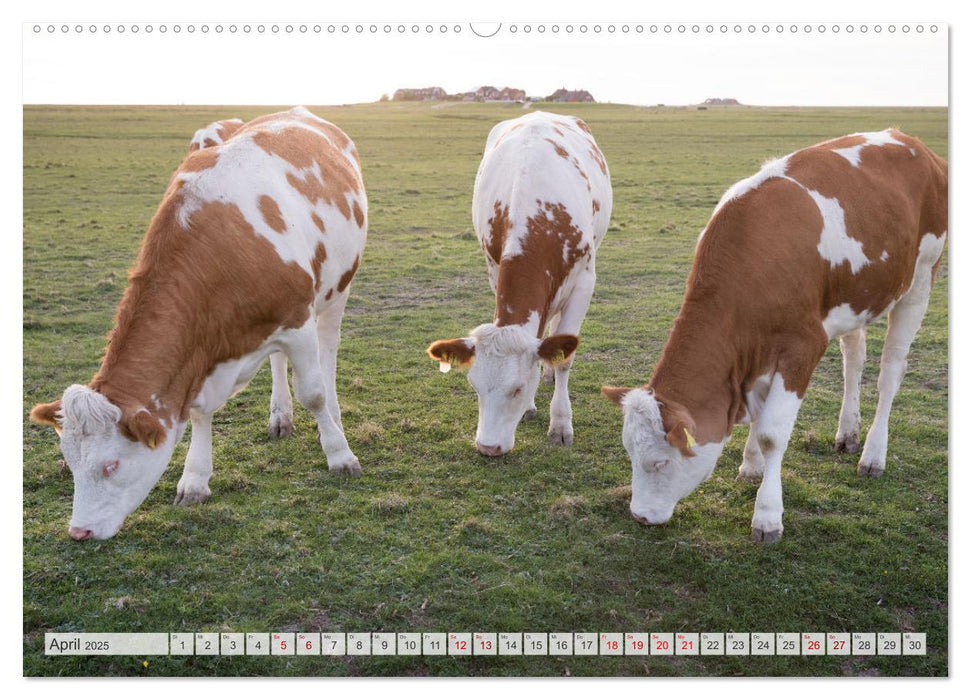 Wunderschöne Hallig Hooge (CALVENDO Premium Wandkalender 2025)