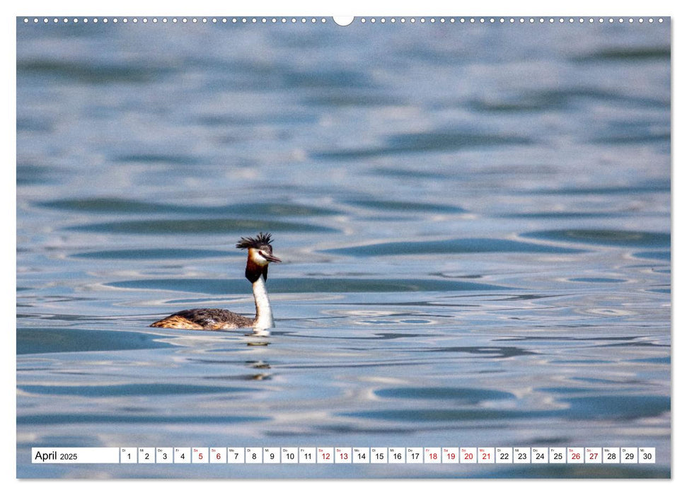 Vogelparadies Volvi-See (CALVENDO Premium Wandkalender 2025)