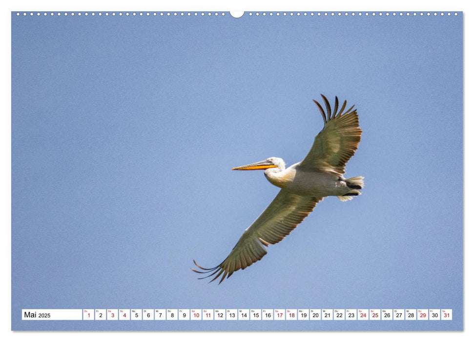 Vogelparadies Volvi-See (CALVENDO Premium Wandkalender 2025)