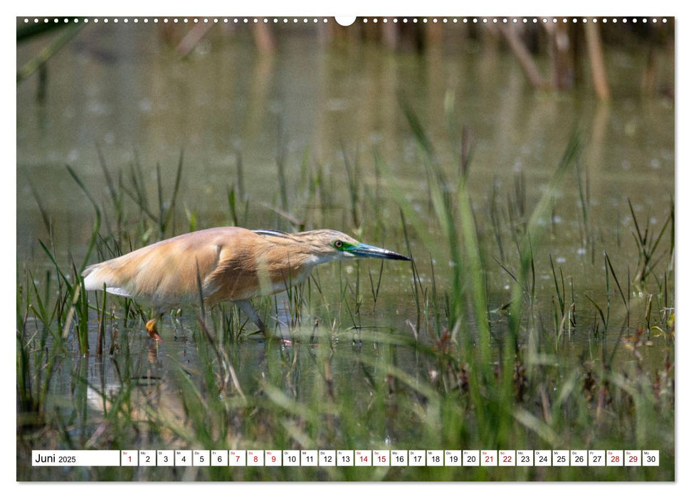 Vogelparadies Volvi-See (CALVENDO Premium Wandkalender 2025)