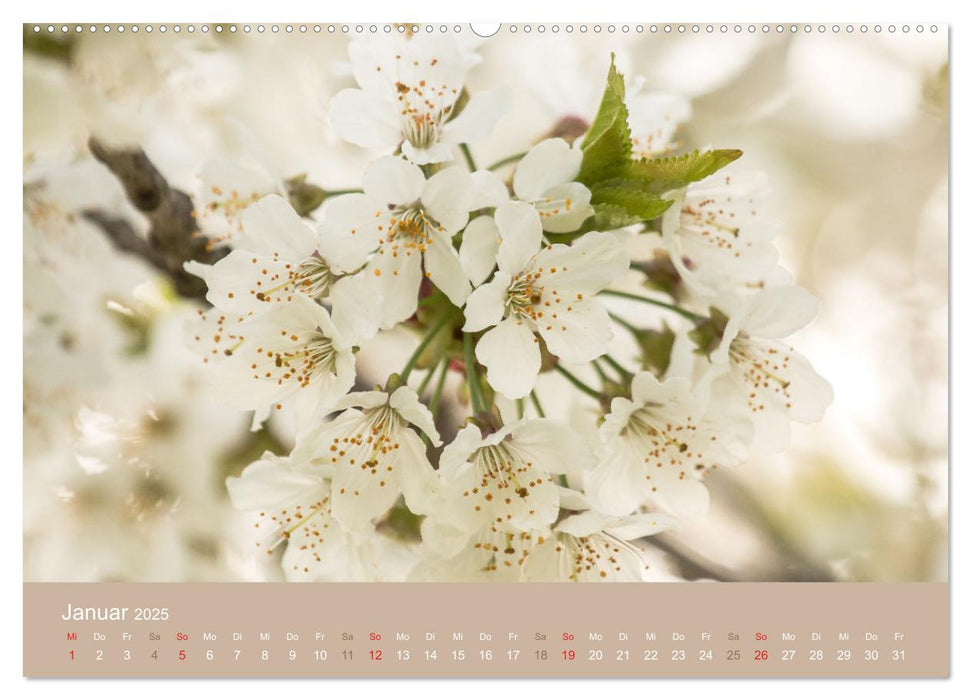 Fantastischer Frühling (CALVENDO Premium Wandkalender 2025)