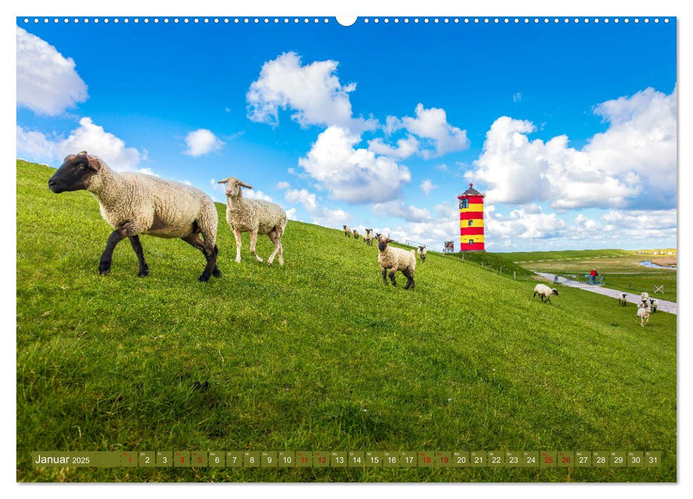 Die Deichschafe. Deichpflege an der Nordsee (CALVENDO Premium Wandkalender 2025)