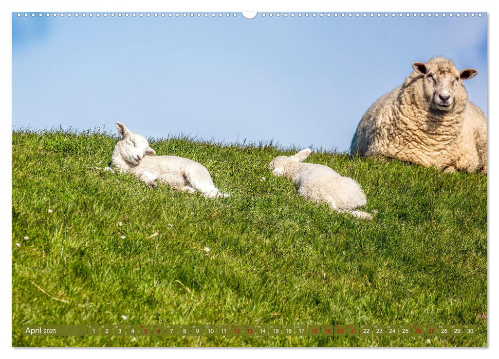 Die Deichschafe. Deichpflege an der Nordsee (CALVENDO Premium Wandkalender 2025)