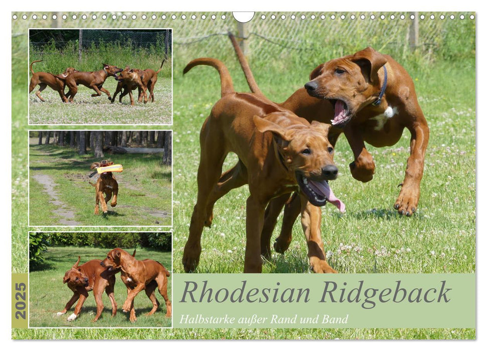 Rhodesian Ridgeback - Halbstarke außer Rand und Band (CALVENDO Wandkalender 2025)