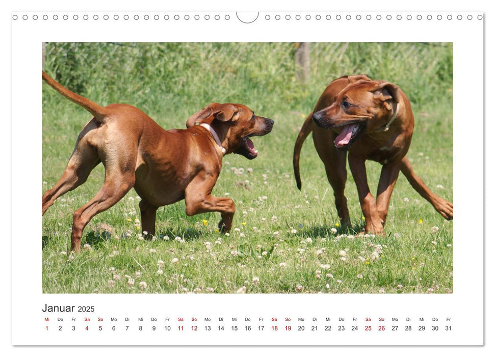 Rhodesian Ridgeback - Halbstarke außer Rand und Band (CALVENDO Wandkalender 2025)