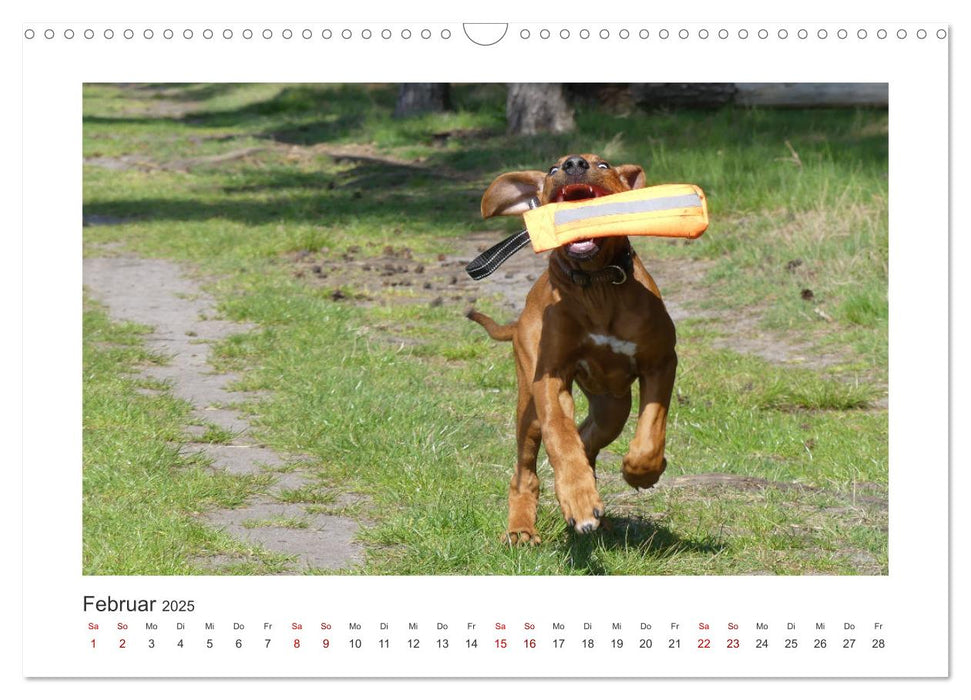 Rhodesian Ridgeback - Halbstarke außer Rand und Band (CALVENDO Wandkalender 2025)