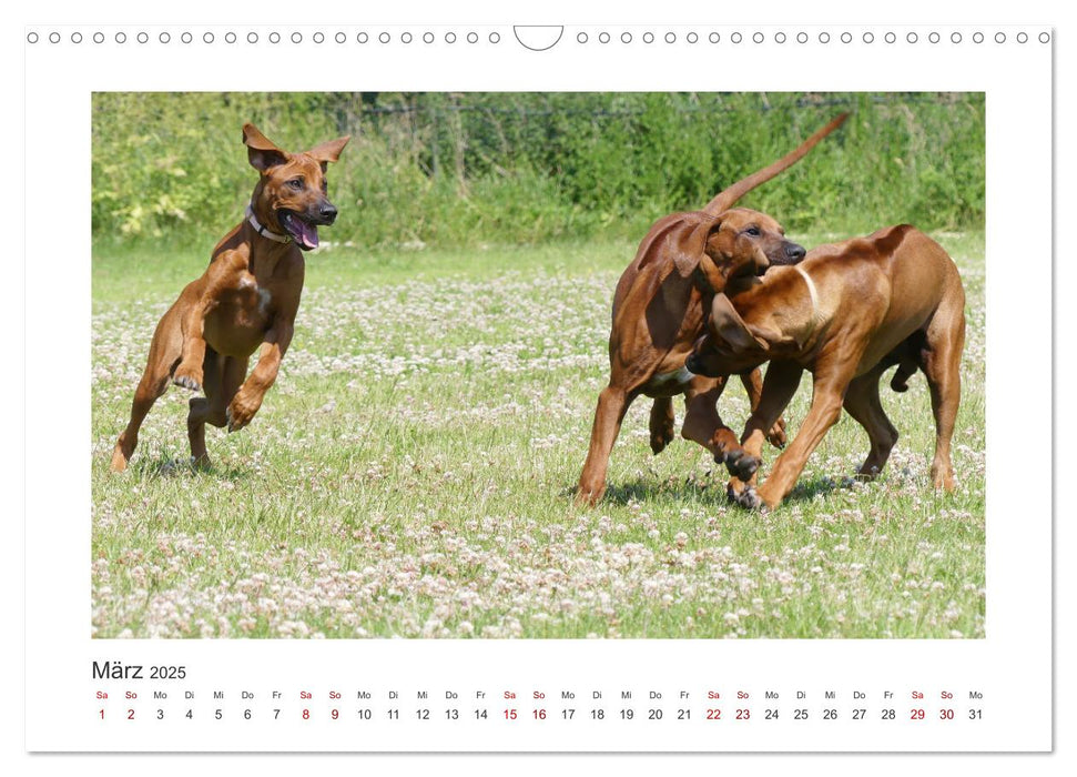 Rhodesian Ridgeback - Halbstarke außer Rand und Band (CALVENDO Wandkalender 2025)