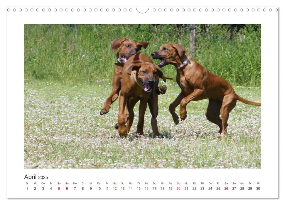 Rhodesian Ridgeback - Halbstarke außer Rand und Band (CALVENDO Wandkalender 2025)