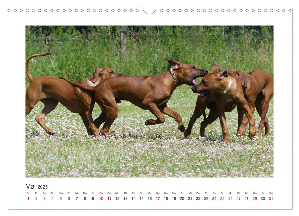 Rhodesian Ridgeback - Halbstarke außer Rand und Band (CALVENDO Wandkalender 2025)