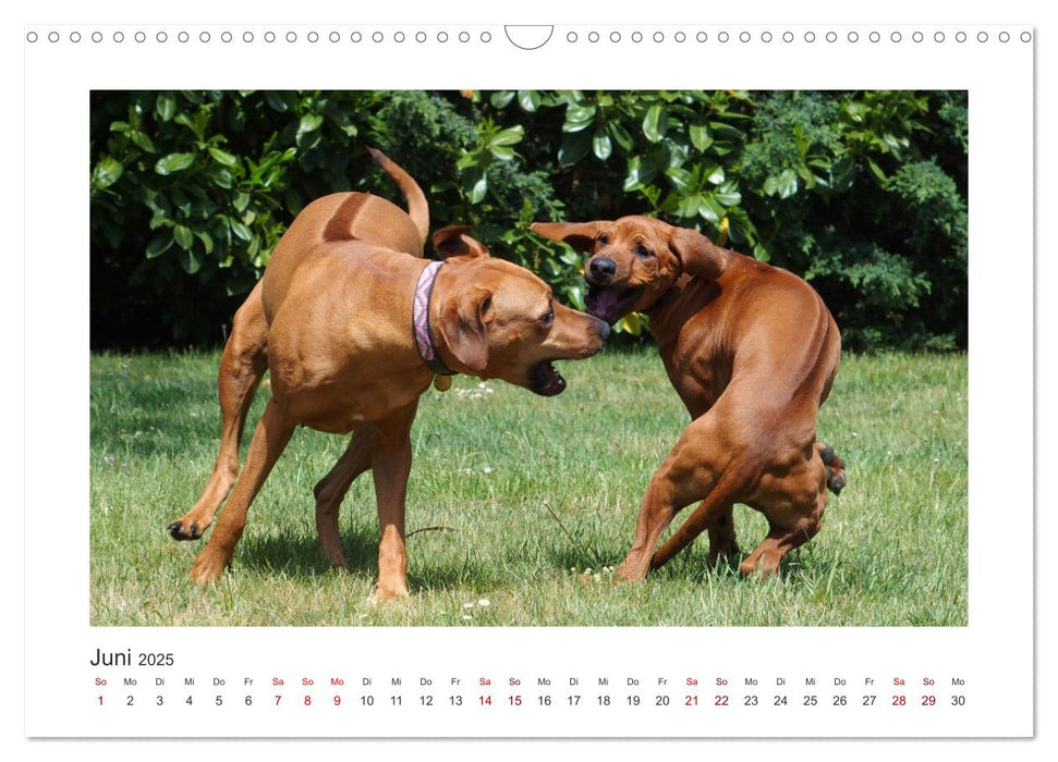 Rhodesian Ridgeback - Halbstarke außer Rand und Band (CALVENDO Wandkalender 2025)