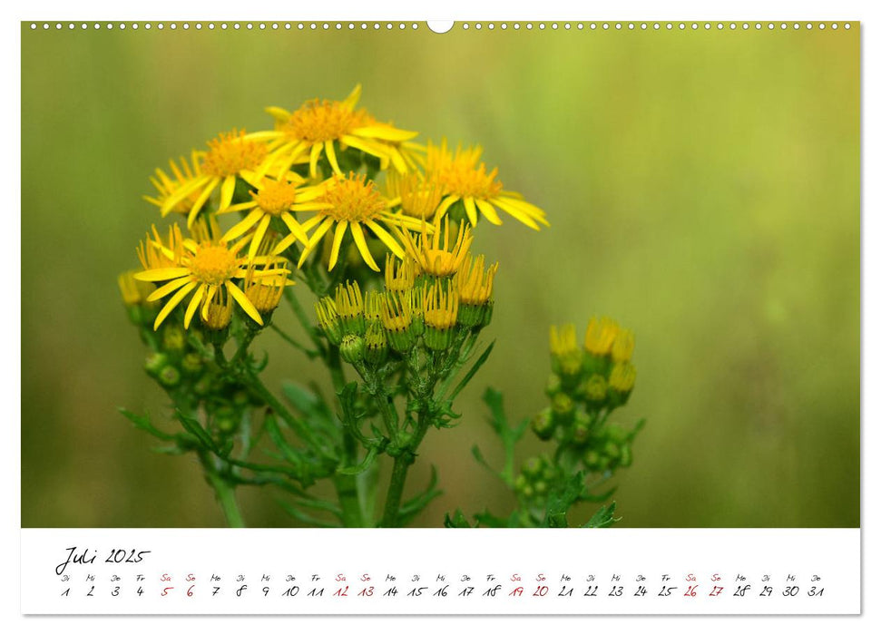 Schönheiten in freier Natur (CALVENDO Premium Wandkalender 2025)