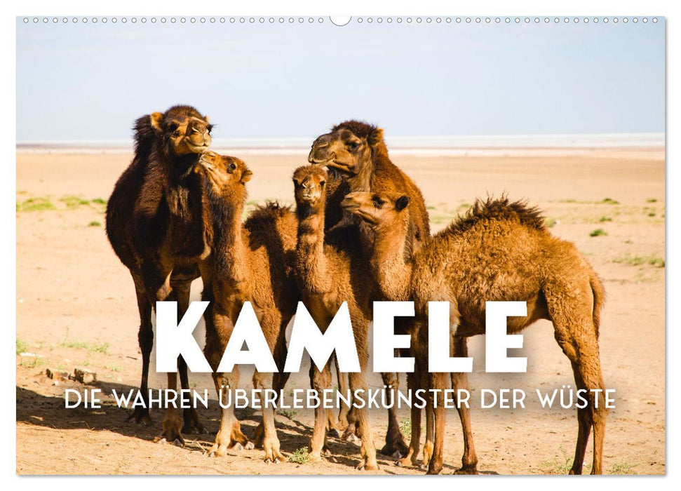 Kamele - die wahren Überlebenskünstler der Wüste. (CALVENDO Wandkalender 2025)