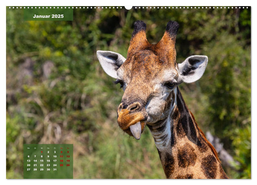 Auf Safari im Kruger National Park (CALVENDO Premium Wandkalender 2025)