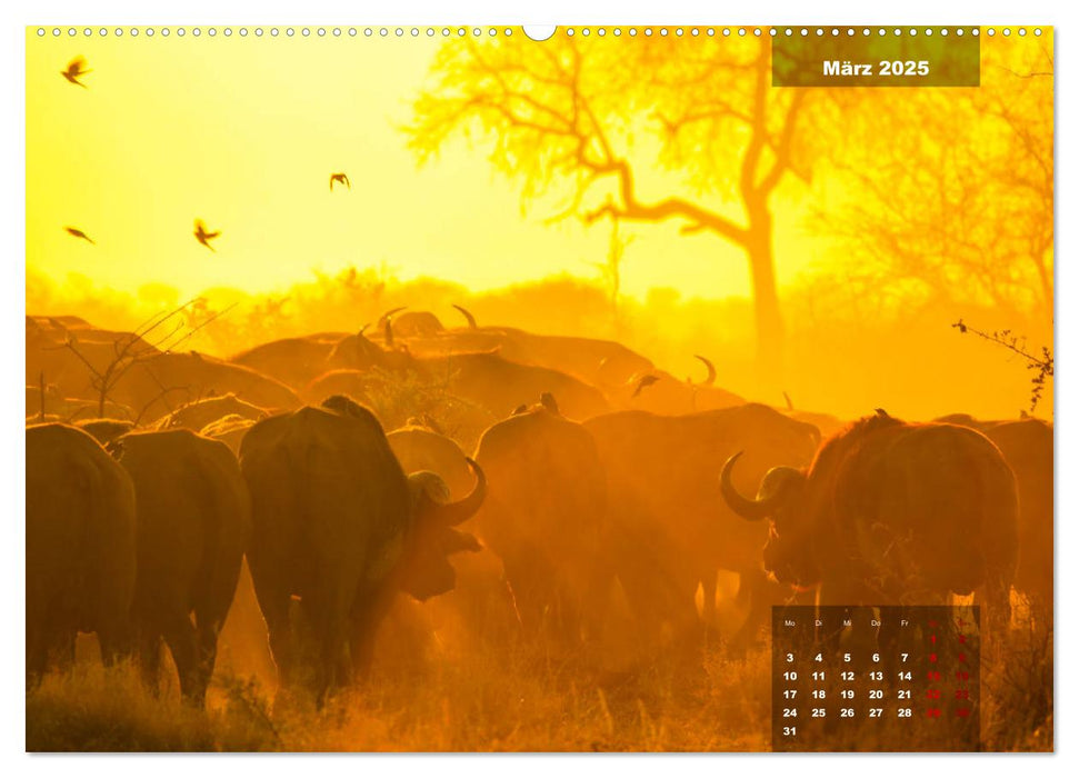 Auf Safari im Kruger National Park (CALVENDO Premium Wandkalender 2025)