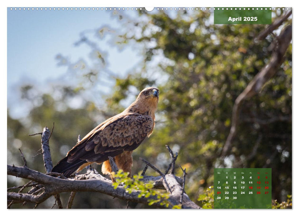 Auf Safari im Kruger National Park (CALVENDO Premium Wandkalender 2025)