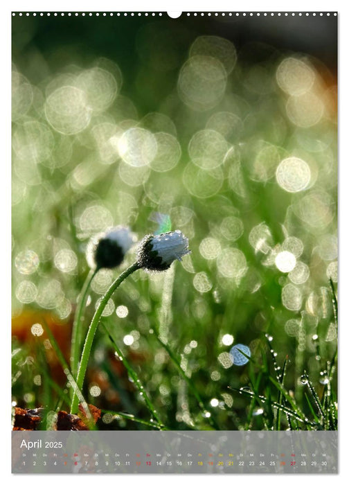 Mit Bokeh-Fotografie durch das Jahr (CALVENDO Premium Wandkalender 2025)