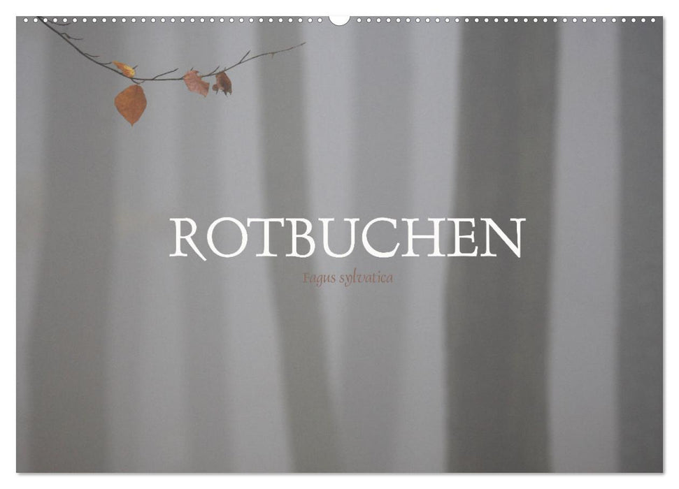 Rotbuchen (CALVENDO Wandkalender 2025)