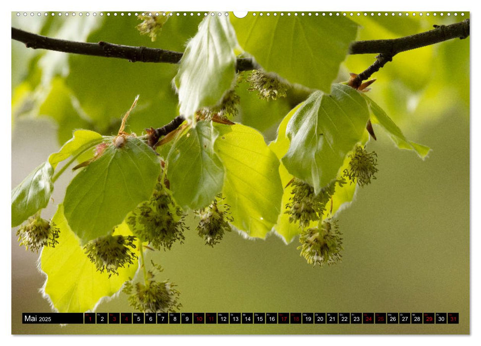 Rotbuchen (CALVENDO Wandkalender 2025)