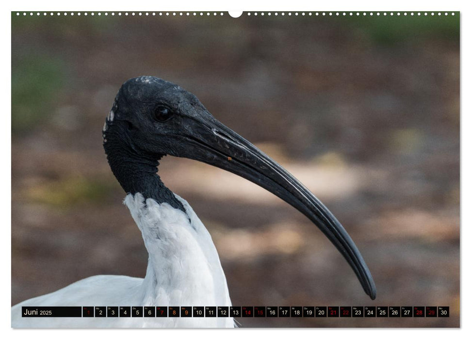 Ein Tag in Sydney - eine etwas andere Sicht (CALVENDO Premium Wandkalender 2025)