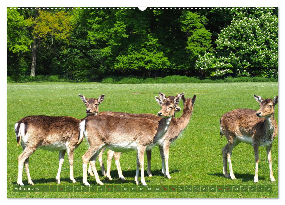 Damwild - stolze Tiere des Waldes hautnah (CALVENDO Premium Wandkalender 2025)