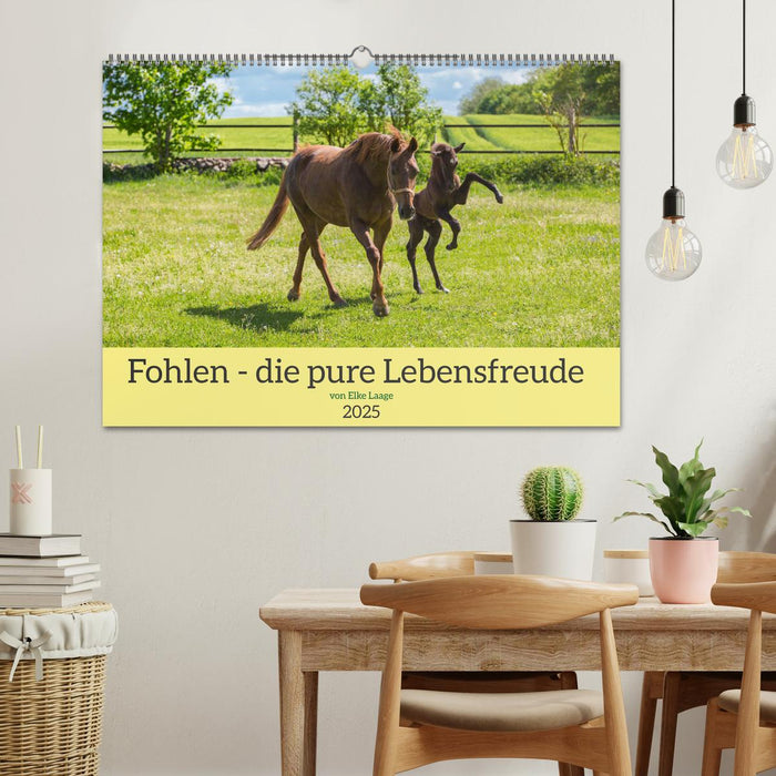 Fohlen - die pure Lebensfreude (CALVENDO Wandkalender 2025)