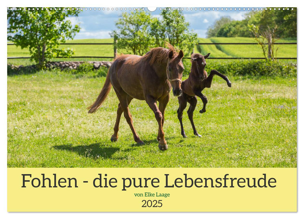 Fohlen - die pure Lebensfreude (CALVENDO Wandkalender 2025)