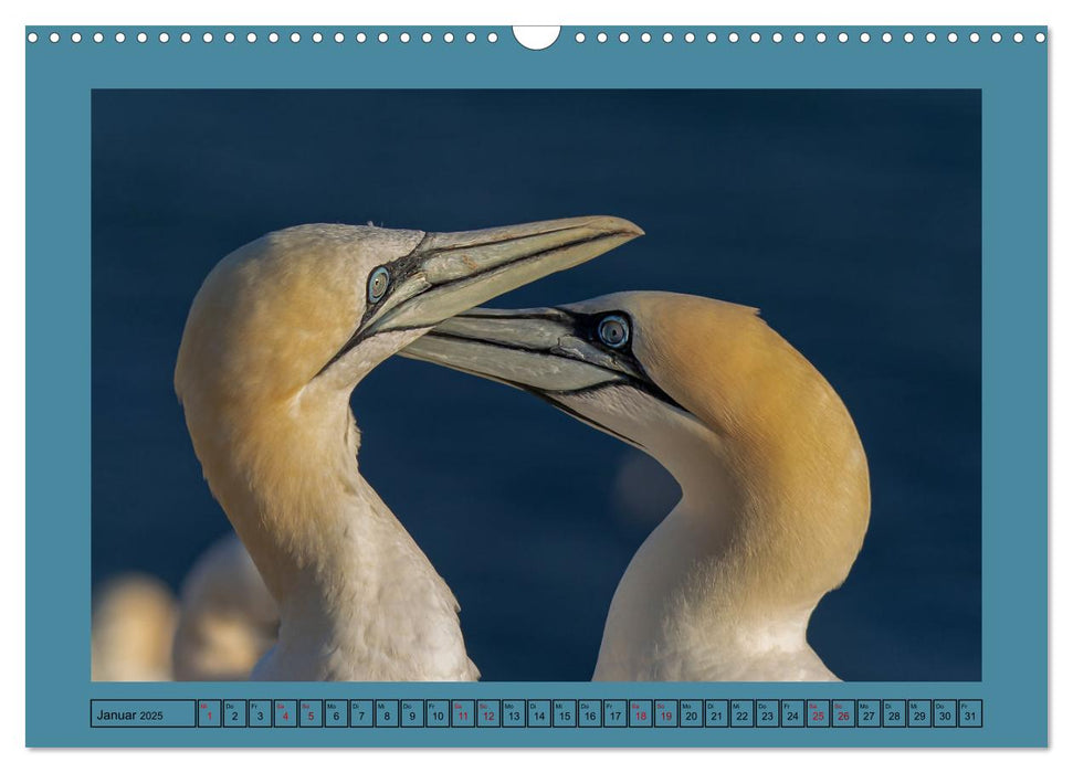 Helgoland und seine Basstölpel (CALVENDO Wandkalender 2025)