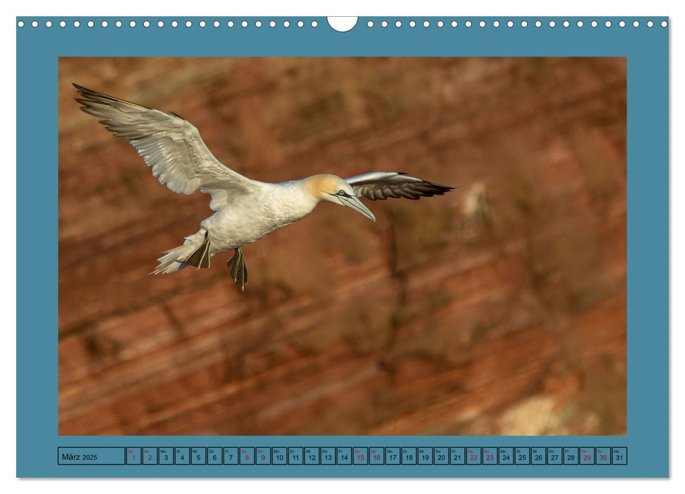 Helgoland und seine Basstölpel (CALVENDO Wandkalender 2025)