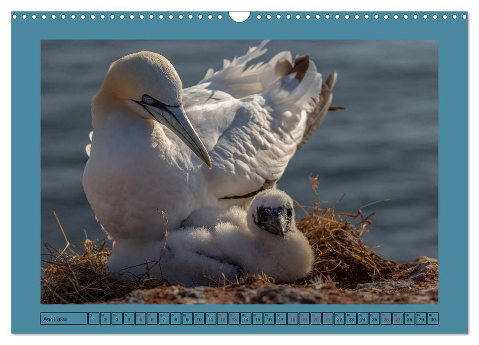 Helgoland und seine Basstölpel (CALVENDO Wandkalender 2025)