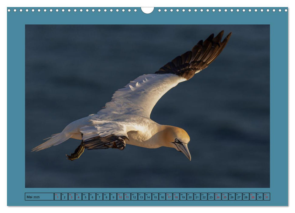 Helgoland und seine Basstölpel (CALVENDO Wandkalender 2025)