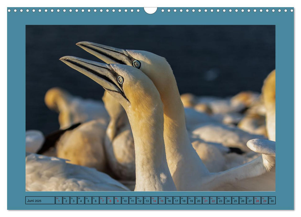 Helgoland und seine Basstölpel (CALVENDO Wandkalender 2025)