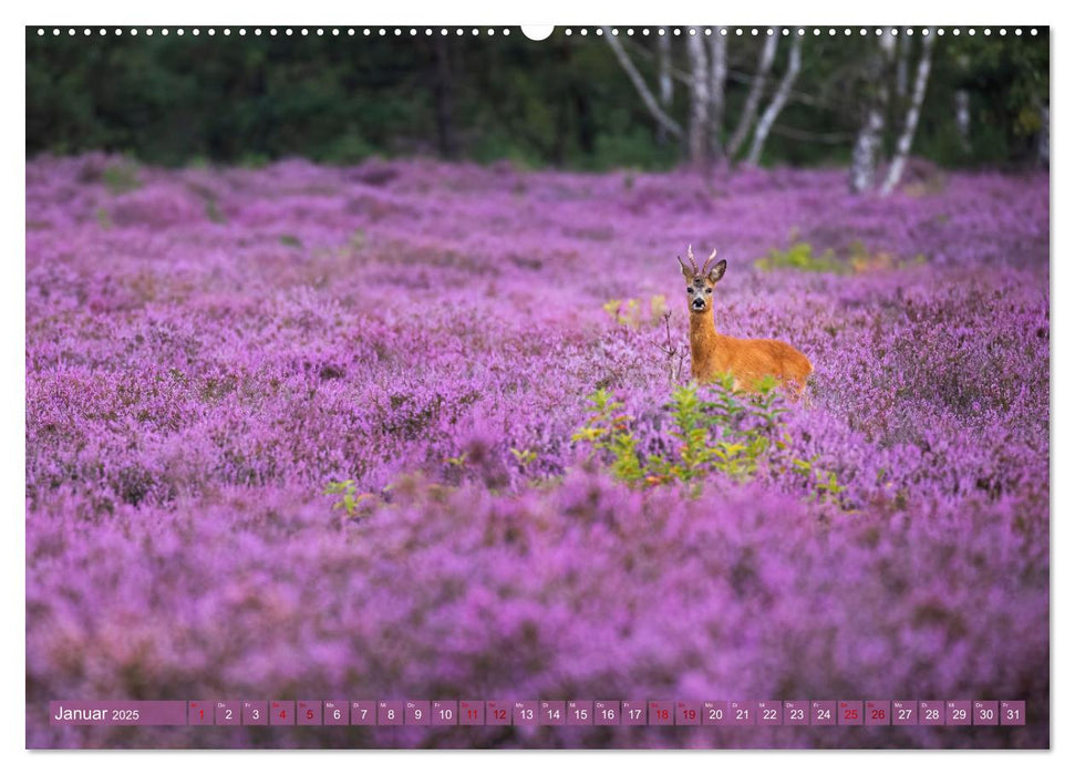 Romantische Heideblüte (CALVENDO Premium Wandkalender 2025)