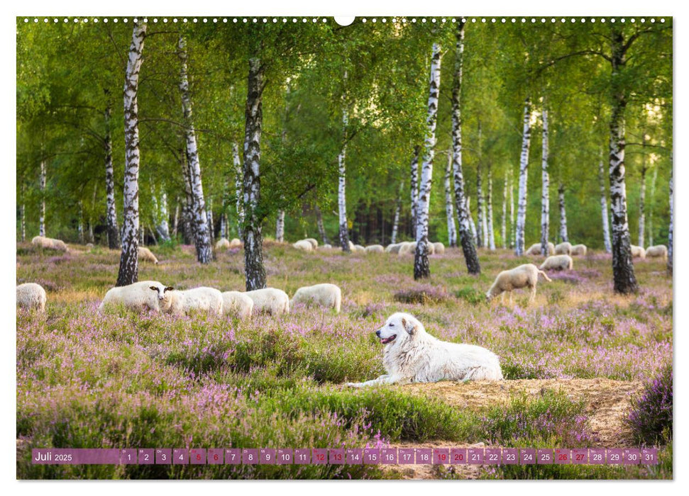 Romantische Heideblüte (CALVENDO Premium Wandkalender 2025)