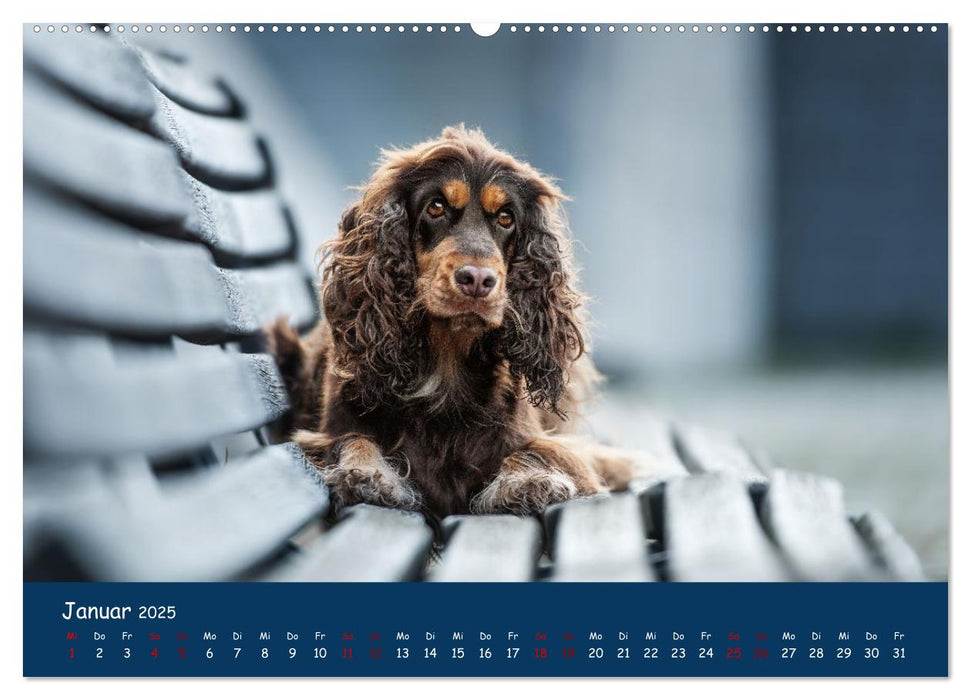 Englischer Cocker Spaniel (CALVENDO Premium Wandkalender 2025)