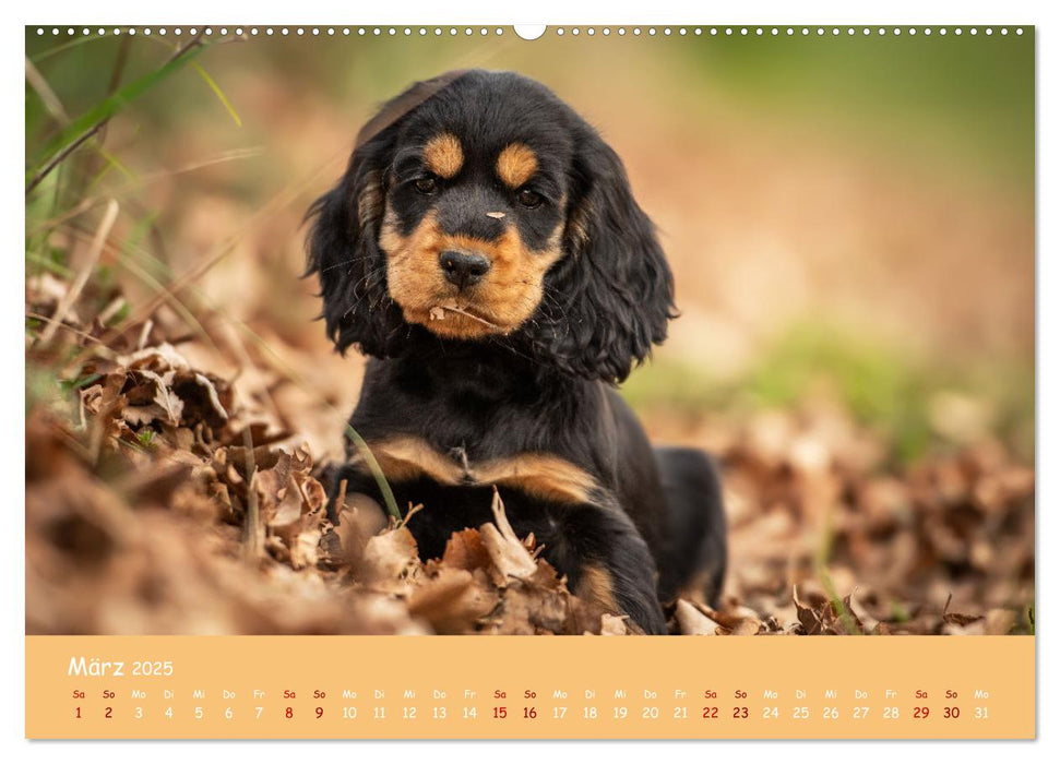 Englischer Cocker Spaniel (CALVENDO Premium Wandkalender 2025)