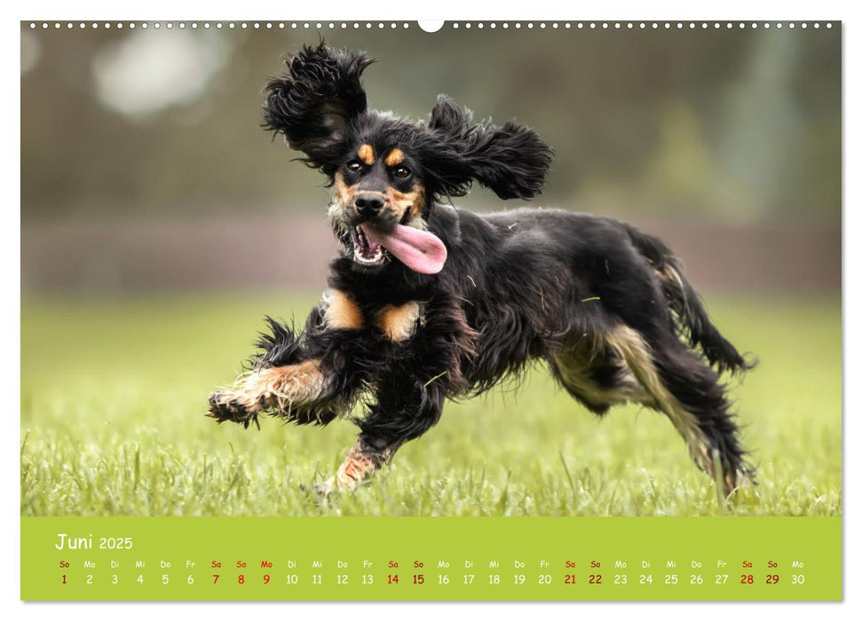 Englischer Cocker Spaniel (CALVENDO Premium Wandkalender 2025)