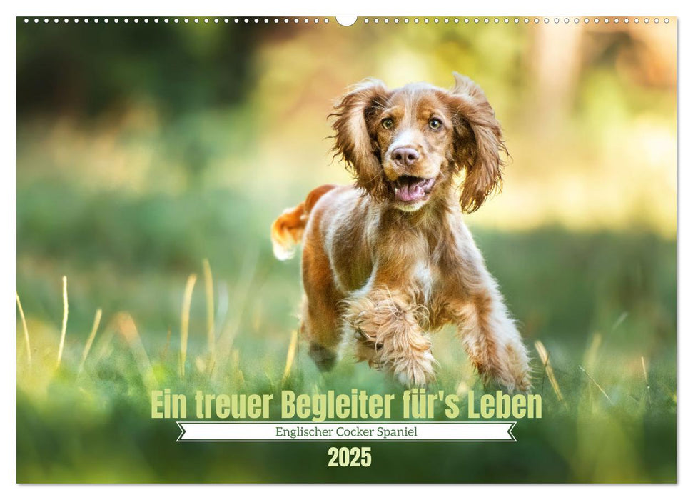 Englischer Cocker Spaniel (CALVENDO Wandkalender 2025)