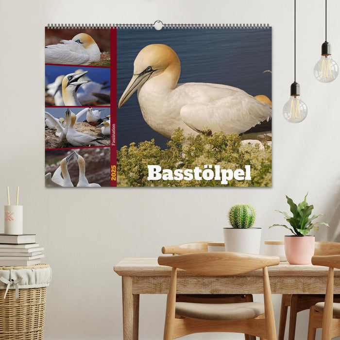 Faszination Basstölpel (CALVENDO Wandkalender 2025)