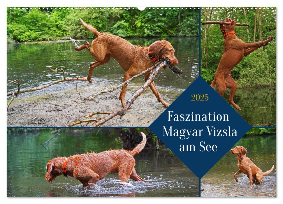 Faszination Magyar Vizsla am See (CALVENDO Wandkalender 2025)