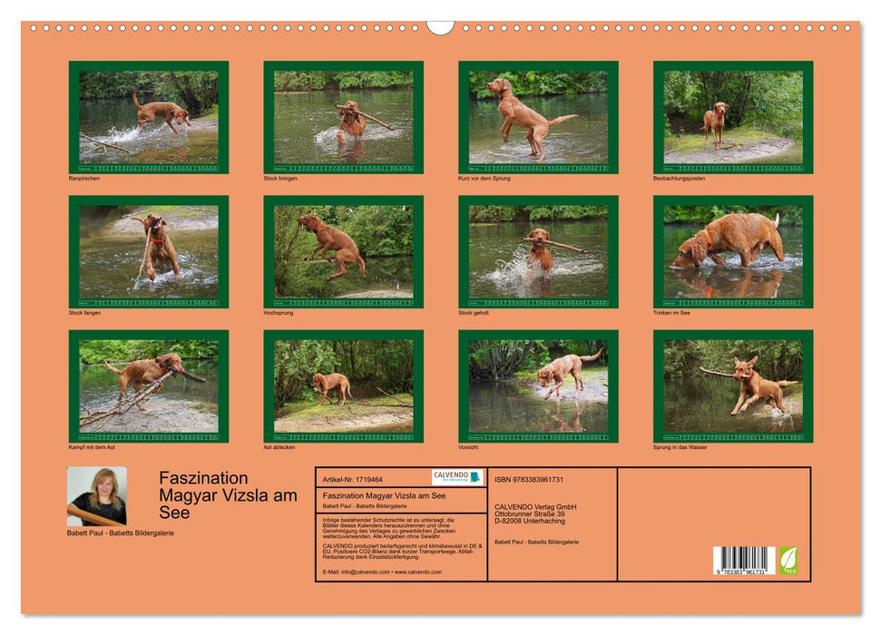 Faszination Magyar Vizsla am See (CALVENDO Wandkalender 2025)